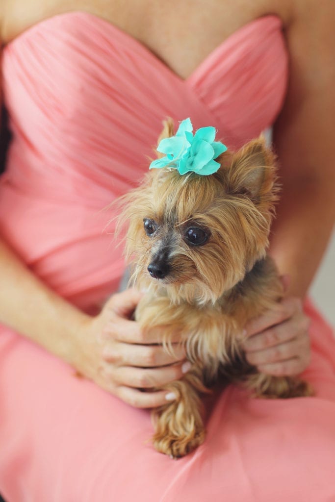 wedding photographer; dogs in weddings; puppy photography