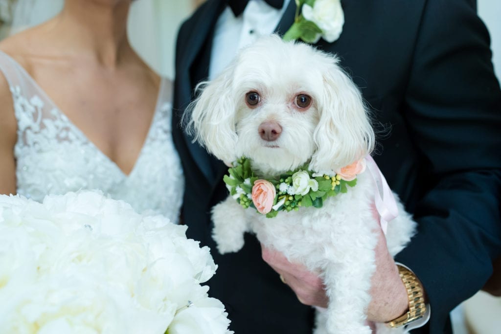 bride and grooms dog on wedding day, poodle mix dog