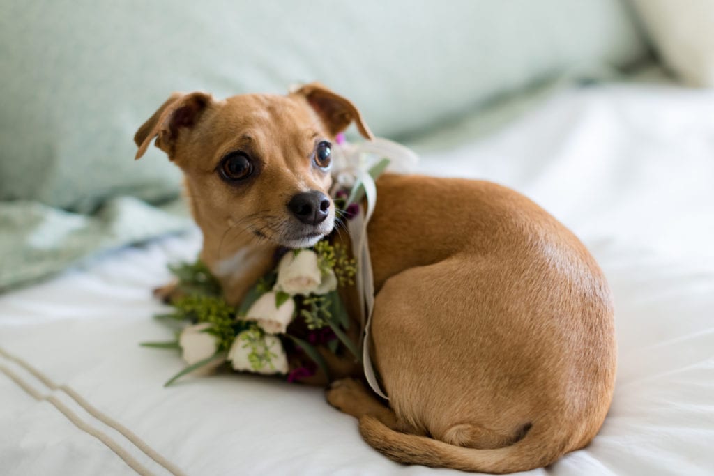 dogs in weddings, chihuahua 