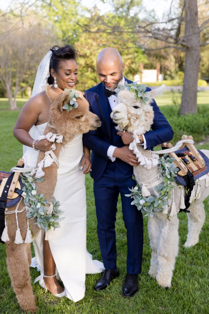 bride and groom with alpaca and llamas on wedding day. 